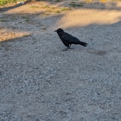 Corvus mellori at East Geelong, VIC - 9 Dec 2022