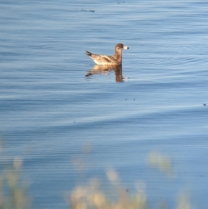 Larus pacificus at East Geelong, VIC - 9 Dec 2022