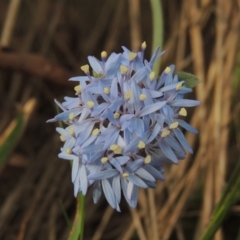 Brunonia australis (Blue Pincushion) at Bowning, NSW - 11 Dec 2022 by michaelb