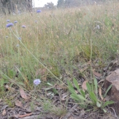 Brunonia australis at Bowning, NSW - 11 Dec 2022