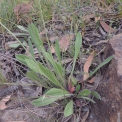 Brunonia australis at Bowning, NSW - 11 Dec 2022