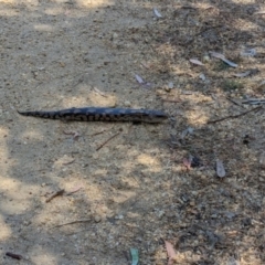 Tiliqua nigrolutea (Blotched Blue-tongue) at Torquay, VIC - 10 Dec 2022 by Darcy
