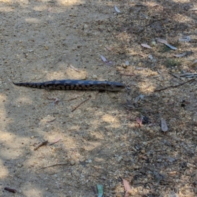 Tiliqua nigrolutea (Blotched Blue-tongue) at Torquay, VIC - 10 Dec 2022 by Darcy