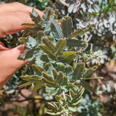 Acacia baileyana (Cootamundra Wattle, Golden Mimosa) at Torquay, VIC - 10 Dec 2022 by Darcy