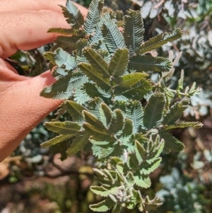 Acacia baileyana at Torquay, VIC - 10 Dec 2022