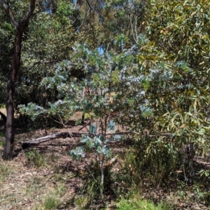 Acacia baileyana at Torquay, VIC - 10 Dec 2022 11:48 AM