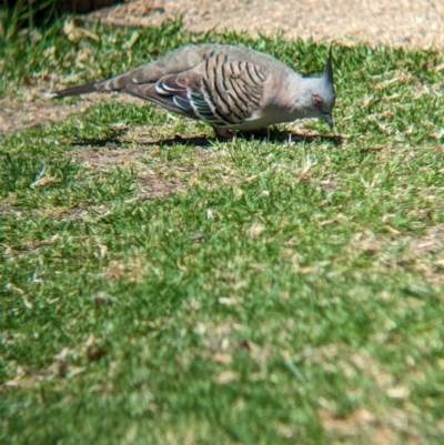 Ocyphaps lophotes (Crested Pigeon) at Torquay, VIC - 10 Dec 2022 by Darcy