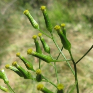 Senecio phelleus at Hawker, ACT - 11 Dec 2022