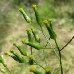 Senecio phelleus (Rock Fireweed) at Hawker, ACT - 11 Dec 2022 by sangio7