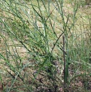 Senecio phelleus at Hawker, ACT - 11 Dec 2022