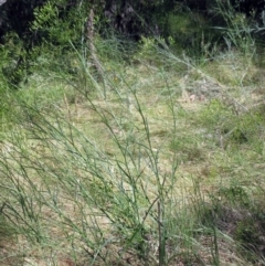 Senecio phelleus at Hawker, ACT - 11 Dec 2022