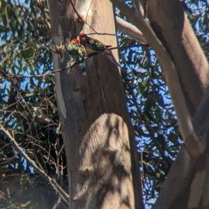 Platycercus eximius at Torquay, VIC - 10 Dec 2022