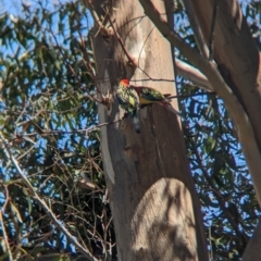 Platycercus eximius at Torquay, VIC - 10 Dec 2022