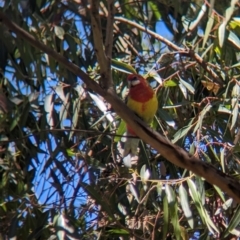 Platycercus eximius at Torquay, VIC - 10 Dec 2022