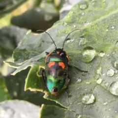 Scutiphora pedicellata (Metallic Jewel Bug) at Karabar, NSW - 12 Dec 2022 by Eland