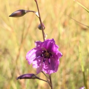 Arthropodium fimbriatum at Lower Boro, NSW - 10 Dec 2022