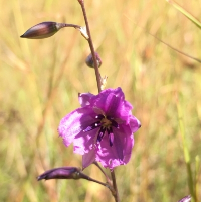 Arthropodium fimbriatum (Nodding Chocolate Lily) at Lower Boro, NSW - 10 Dec 2022 by mcleana