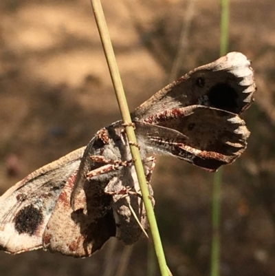 Circopetes obtusata (Grey Twisted Moth) at Borough, NSW - 10 Dec 2022 by mcleana