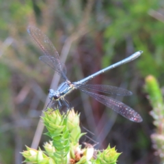 Griseargiolestes intermedius (Alpine Flatwing) at Gibraltar Pines - 10 Dec 2022 by MatthewFrawley