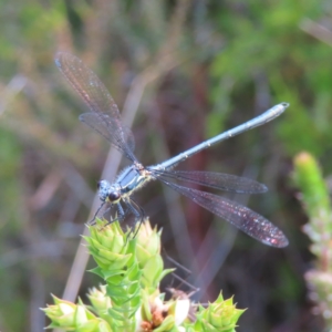 Griseargiolestes intermedius at Paddys River, ACT - 11 Dec 2022