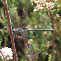 Griseargiolestes intermedius at Paddys River, ACT - 11 Dec 2022