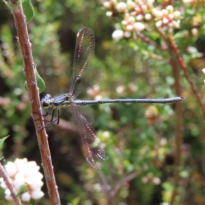 Griseargiolestes intermedius at Paddys River, ACT - 11 Dec 2022