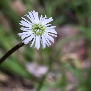 Lagenophora stipitata at Lower Boro, NSW - 10 Dec 2022