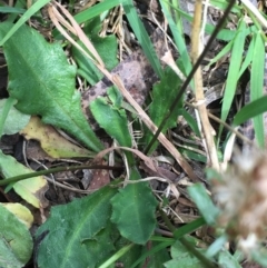 Lagenophora stipitata at Lower Boro, NSW - 10 Dec 2022