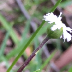 Lagenophora stipitata at Lower Boro, NSW - 10 Dec 2022