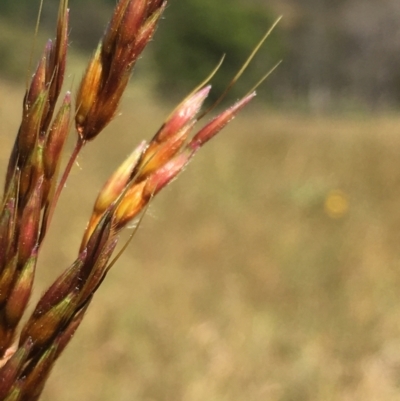 Sorghum leiocladum (Wild Sorghum) at Lower Boro, NSW - 9 Dec 2022 by mcleana