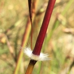 Sorghum leiocladum at Lower Boro, NSW - 10 Dec 2022