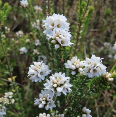 Epacris breviflora (Drumstick Heath) at Gibraltar Pines - 10 Dec 2022 by MatthewFrawley