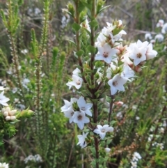Epacris breviflora at Paddys River, ACT - 11 Dec 2022
