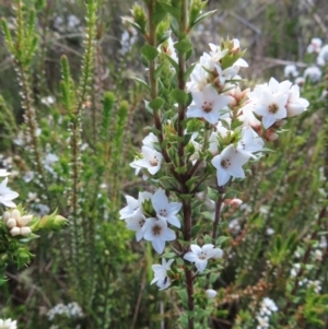 Epacris breviflora at Paddys River, ACT - 11 Dec 2022 10:17 AM