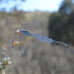 Austrolestes leda (Wandering Ringtail) at Gibraltar Pines - 10 Dec 2022 by MatthewFrawley