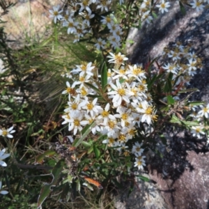 Olearia erubescens at Paddys River, ACT - 11 Dec 2022