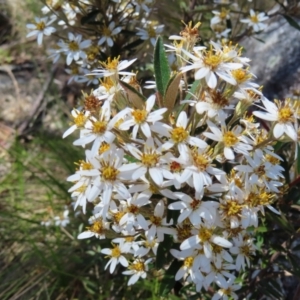 Olearia erubescens at Paddys River, ACT - 11 Dec 2022 10:31 AM