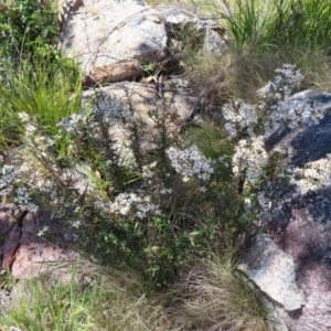 Olearia erubescens at Paddys River, ACT - 11 Dec 2022 10:31 AM