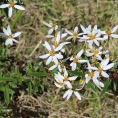 Olearia erubescens at Paddys River, ACT - 11 Dec 2022