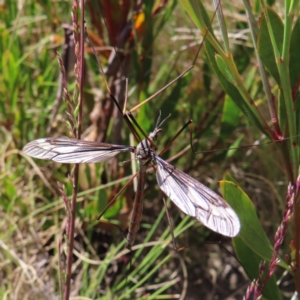 Geranomyia sp. (genus) at Paddys River, ACT - 11 Dec 2022