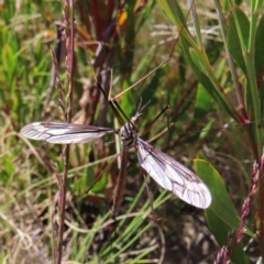 Geranomyia sp. (genus) (A limoniid crane fly) at Paddys River, ACT - 10 Dec 2022 by MatthewFrawley
