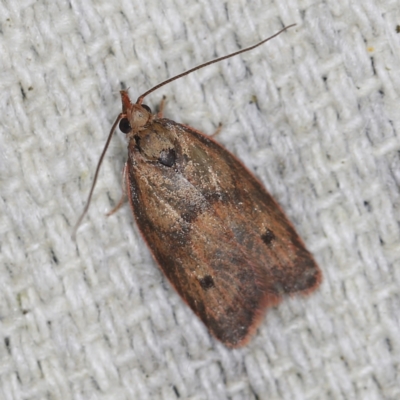 Enchocrates glaucopis (Moth) at O'Connor, ACT - 30 Oct 2022 by ibaird