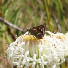 Taractrocera papyria (White-banded Grass-dart) at Gibraltar Pines - 10 Dec 2022 by MatthewFrawley