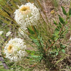 Pimelea treyvaudii at Paddys River, ACT - 11 Dec 2022