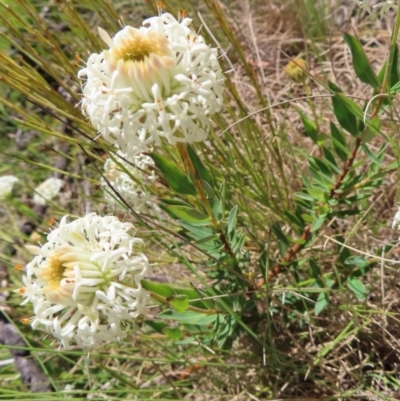 Pimelea treyvaudii (Grey Riceflower) at Paddys River, ACT - 10 Dec 2022 by MatthewFrawley