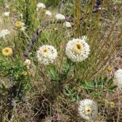 Pimelea treyvaudii at Paddys River, ACT - 11 Dec 2022