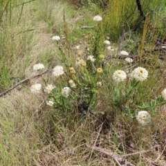 Pimelea treyvaudii at Paddys River, ACT - 11 Dec 2022