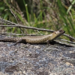 Egernia cunninghami (Cunningham's Skink) at Paddys River, ACT - 10 Dec 2022 by MatthewFrawley