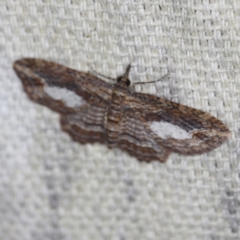 Chloroclystis filata (Filata Moth, Australian Pug Moth) at O'Connor, ACT - 30 Oct 2022 by ibaird