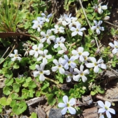 Lobelia pedunculata (Matted Pratia) at Paddys River, ACT - 10 Dec 2022 by MatthewFrawley